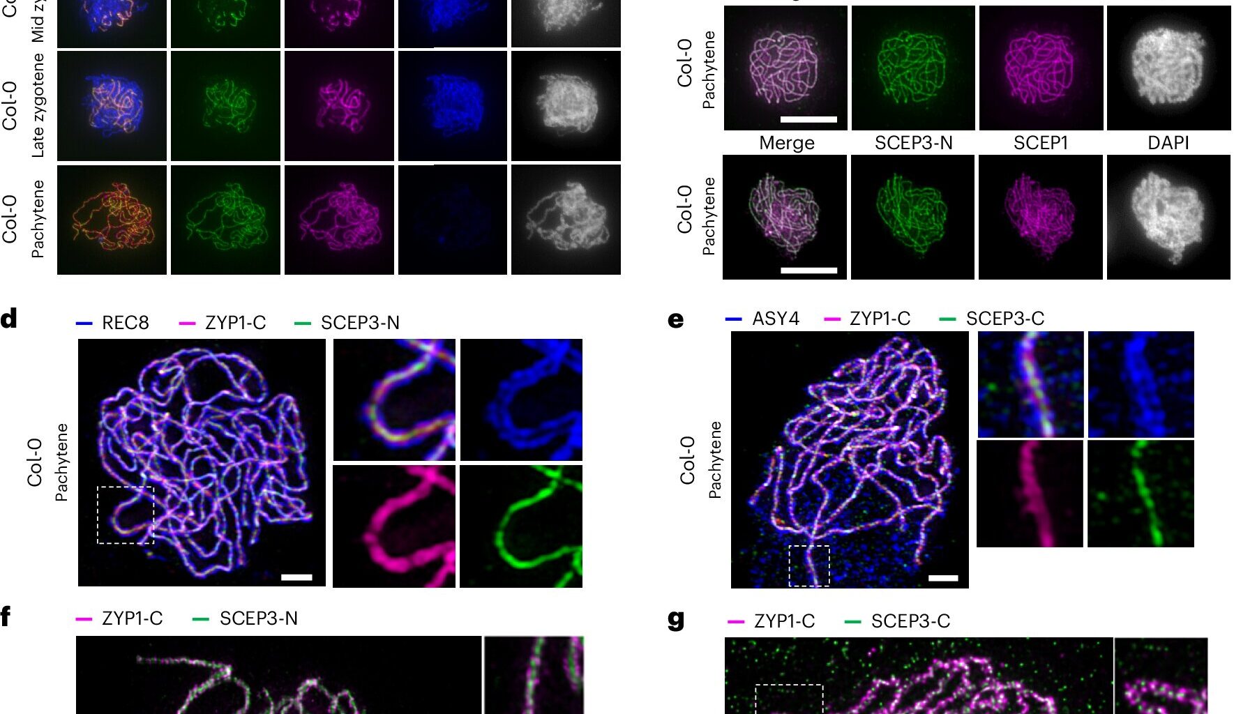 Previously unknown SCEP3 protein found essential for plant chromosome mixing in meiosis