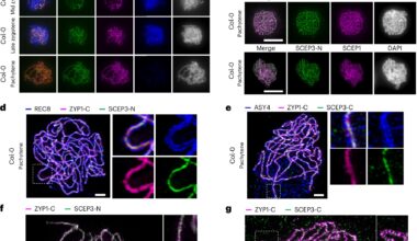 Previously unknown SCEP3 protein found essential for plant chromosome mixing in meiosis