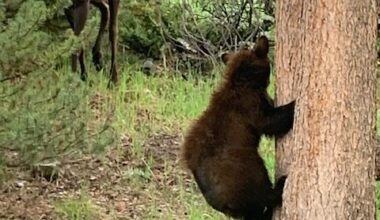 Recent moose and bear sightings in Summit County prompt Colorado officials to warn of wildlife conflicts