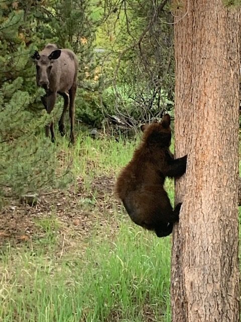 Recent moose and bear sightings in Summit County prompt Colorado officials to warn of wildlife conflicts