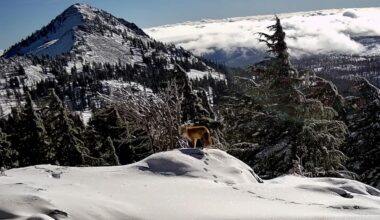 Sierra Nevada red fox caught on camera in California national park