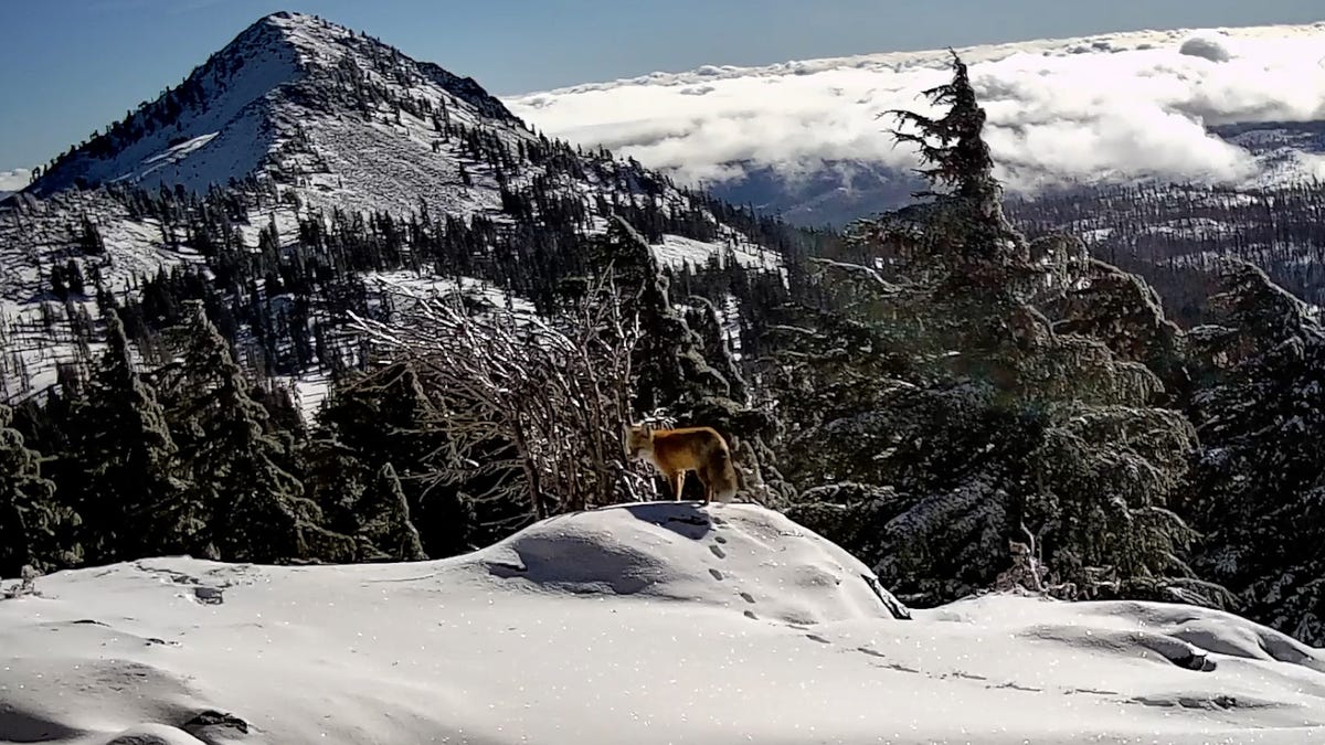 Sierra Nevada red fox caught on camera in California national park