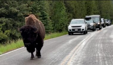 Another traffic jam at Yellowstone NP as bison brings cars to a halt