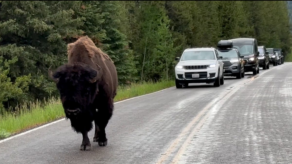 Another traffic jam at Yellowstone NP as bison brings cars to a halt