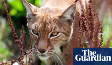 England wildlife regulator chair ‘enthusiastic’ about lynx rewilding | Rewilding