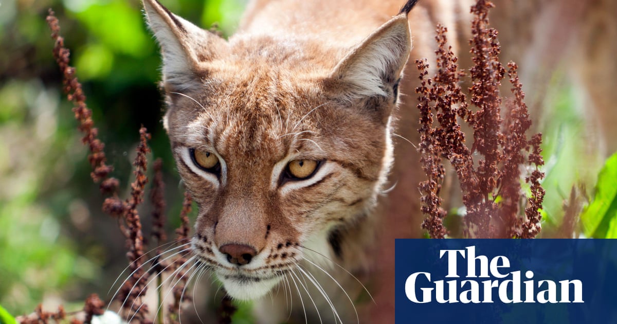 England wildlife regulator chair ‘enthusiastic’ about lynx rewilding | Rewilding