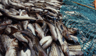 China’s pollock market on the rise amid deeper Russia collaboration
