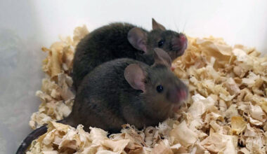 Adult androgenetic mice.