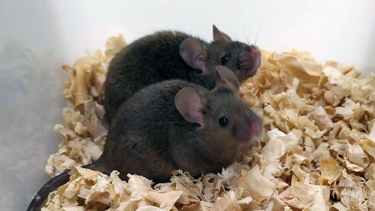 Adult androgenetic mice.