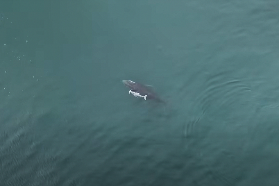 A mother humpback whale and her albino calf. 