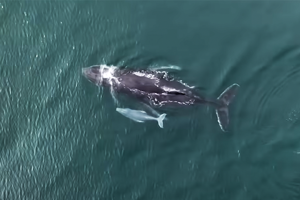 A mother humpback whale and her albino calf. 