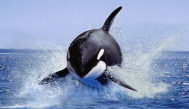Orcas may be able to make and use tools, with a little kelp from their friends
