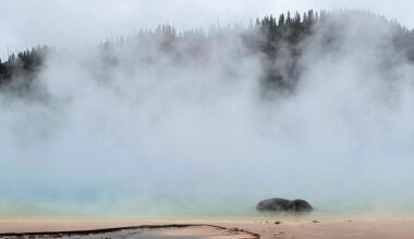 Yellowstone bison dies after stumbling into near-boiling waters of popular hot spring