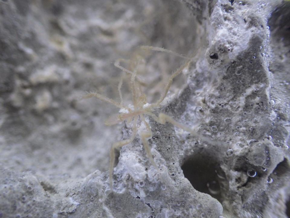 One of the newly discovered sea spiders resting on a rock.