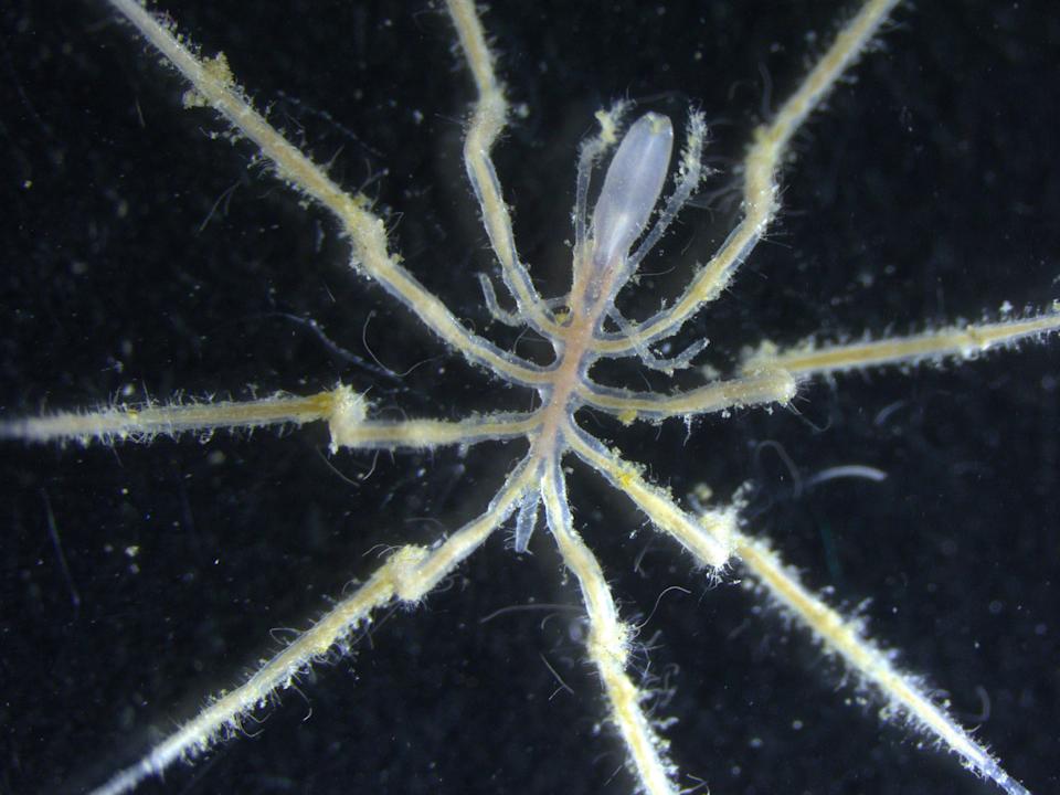 One of the newly discovered deep sea spider species.