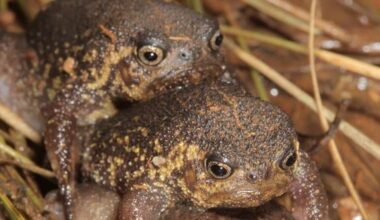 New species of frog found — that can’t hop and can only walk