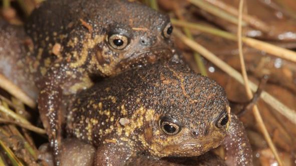 New species of frog found — that can’t hop and can only walk