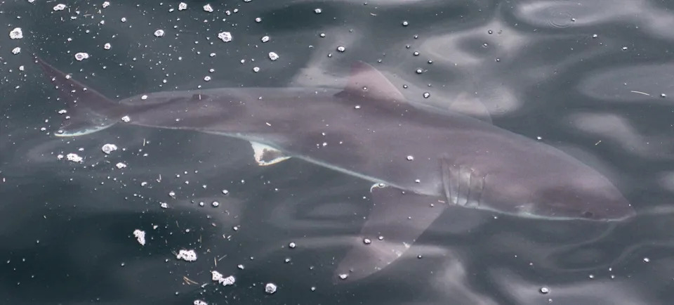 Credit: 7 Seas Whale Watch