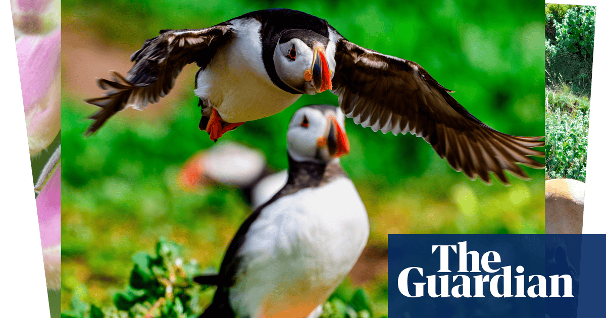Week in wildlife: an orphaned sloth bear, swimming hippos and cheeky New Forest donkeys | Environment