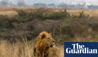 Nairobi’s lions are almost encircled by the city. A Maasai community offers a key corridor out | Conservation