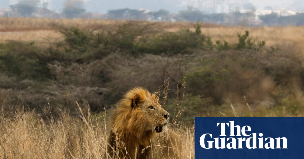 Nairobi’s lions are almost encircled by the city. A Maasai community offers a key corridor out | Conservation