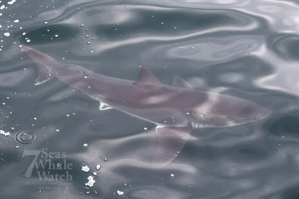 Credit: 7 Seas Whale Watch