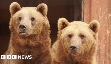 Rescued bears settling into new home in Isle of Wight sanctuary