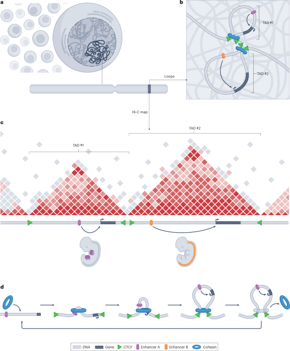 Structural variants in the 3D genome as drivers of disease