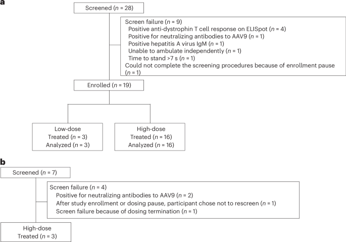 AAV mini-dystrophin gene therapy for Duchenne muscular dystrophy: a phase 1b trial