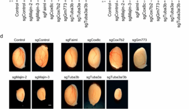 Author Correction: CRISPR/Cas9-based genetic screen of SCNT-reprogramming resistant genes identifies critical genes for male germ cell development in mice