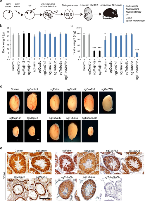 Author Correction: CRISPR/Cas9-based genetic screen of SCNT-reprogramming resistant genes identifies critical genes for male germ cell development in mice