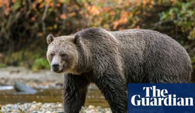 Grizzly with checkered past swims miles to Canadian island – and into hot water | Environment