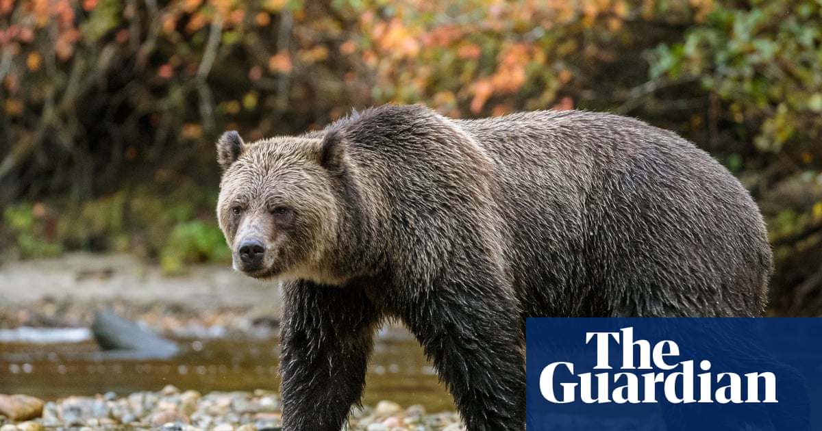 Grizzly with checkered past swims miles to Canadian island – and into hot water | Environment