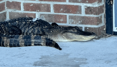 Alligator cornered on Hyde County school campus :: WRAL.com