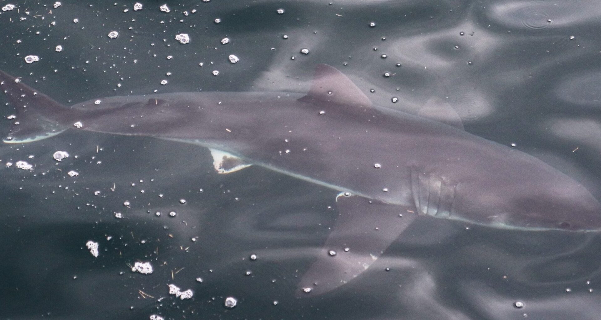 North Shore whale watch boat gets up close to 2 white sharks