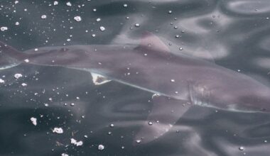 North Shore whale watch boat gets up close to 2 white sharks