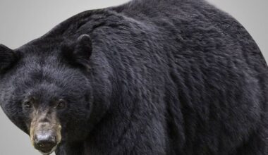 Black bear spotted in Streetsboro