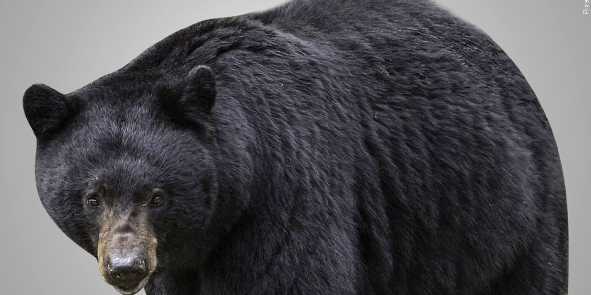 Black bear spotted in Streetsboro