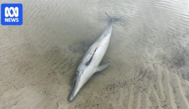 'Heartbreaking' algal bloom hits metropolitan Adelaide beaches