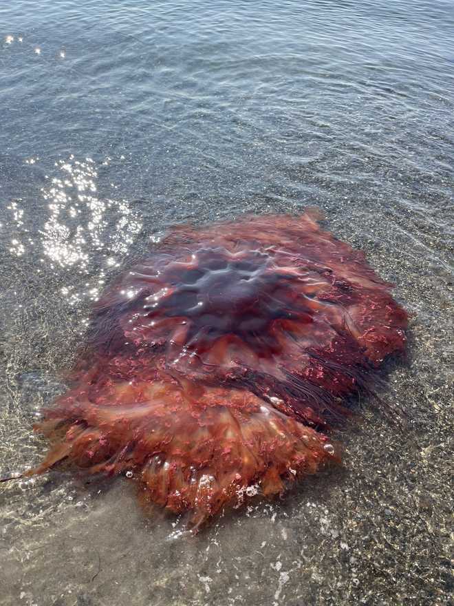 Lion's mane jellyfish at Willard Beach in South Portland