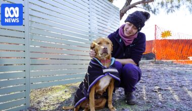 Canberra RSPCA under strain after dogs give birth to 26 deformed puppies in three weeks