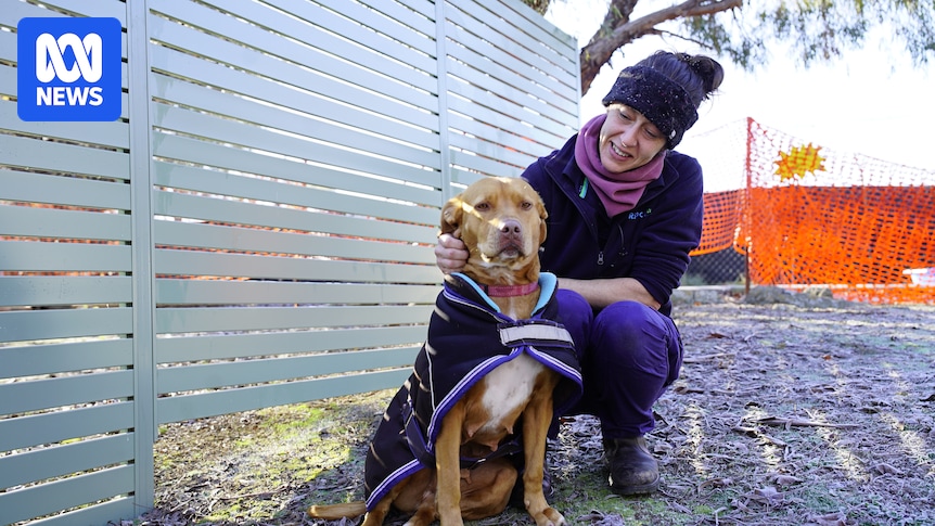 Canberra RSPCA under strain after dogs give birth to 26 deformed puppies in three weeks