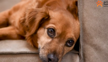 Adopt a pet for $0 this weekend in Phoenix
