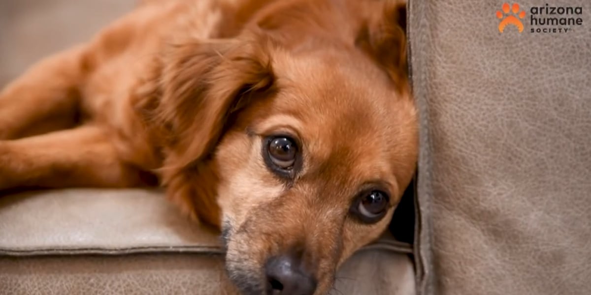 Adopt a pet for $0 this weekend in Phoenix