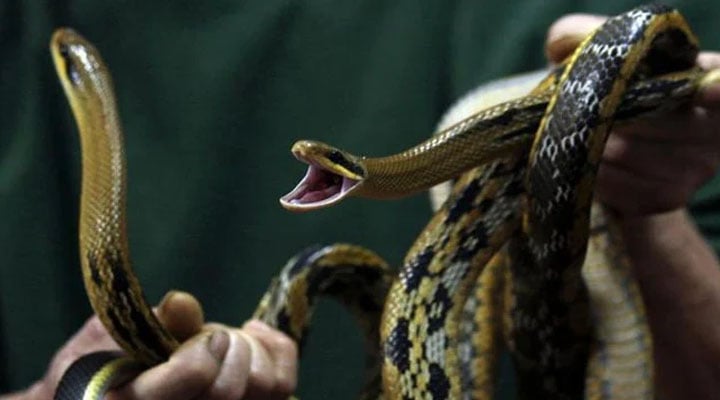 A worker holds snakes which were caught and had their teeth removed. — Reuters