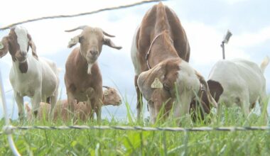 Goats coming to munch on invasive Buckthorn in Flint next week | Local