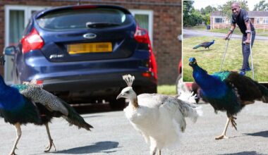 The pretty UK village divided by peacocks pooing and damaging cars | UK | News