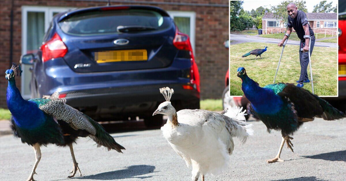 The pretty UK village divided by peacocks pooing and damaging cars | UK | News