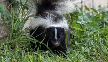 Skunk in Laurens Tests Positive for Rabies | News