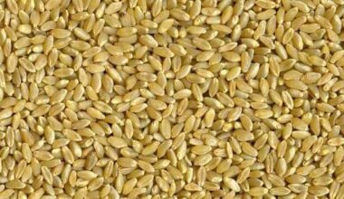 Durum market focuses on North American crop